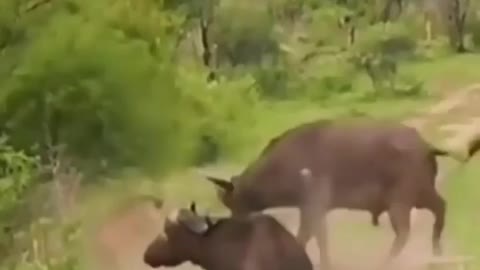 Buffalo vs lion