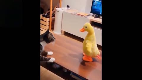 Cat Plays With Duck And Hits It Doesn't Have To Be Hard.