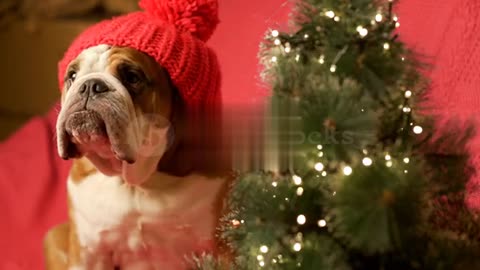 Dog celebrate Christmas