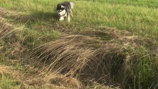 Husky Sprints into Unseen Hole