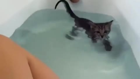 my kitten likes to swim
