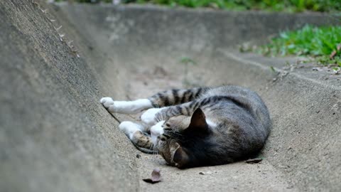 Close-Up Cat Sleeping On The Floor