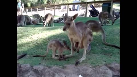 Baby Kangaroos & Joeys - CUTEST Compilation 2021 HD