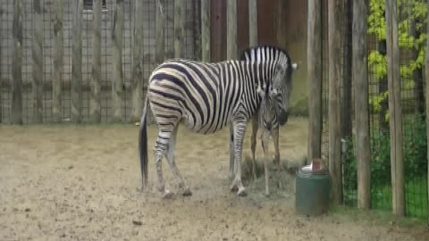 Racing zebra foal