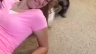 Pomeranian Puppies Pulling Girl's Hair