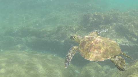 hawaii following turtle