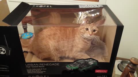 12 cats who love their boxes