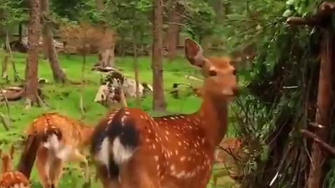 Wild Deer Casually Stroll Through Residential Neighborhood