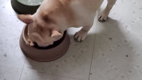 French Bulldog Eating Sounds like PIG!! gross