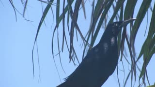 Great-Tailed Grackle Calling