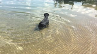 A Young Lab's First Trip To Lake Cumberland