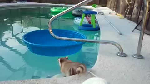 Cute Raccoon swimming and playing in the pool