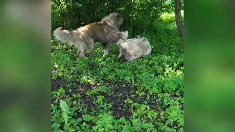 Big сaucasian shepherd dogs playing