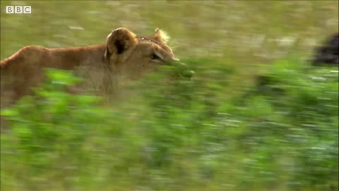 Mother Lioness Hunts Warthog