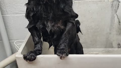 Bath done for shitzu dog.cute