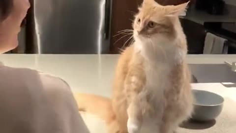 Funny Cat React to a Screaming Woman