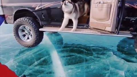 Husky dog ​​refuses to play in the ice