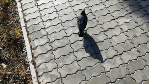 This pigeon walks on the asphalt.