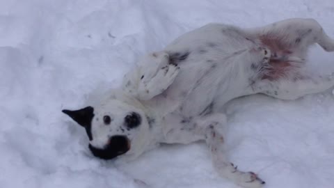 Do you think this dog enjoys the snow?