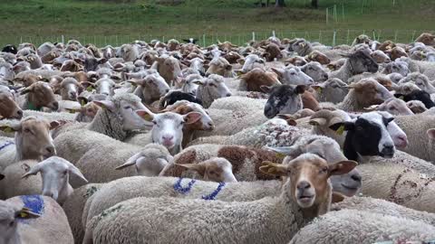 A whole large flock of beautiful sheep