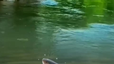 Fish enjoy moments