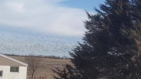 Geese, geese, and more geese