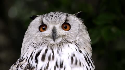 Beautiful owl