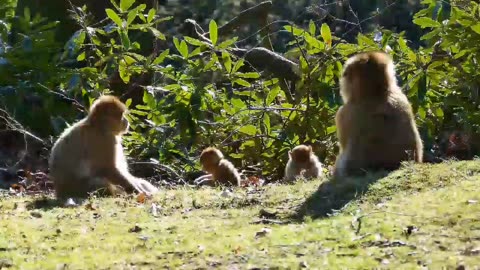 Marvelous Monkeys: A Glimpse into the World of Primates