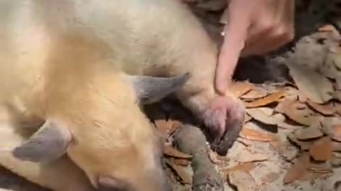 Anteater finds & eats ants! #shorts #animals