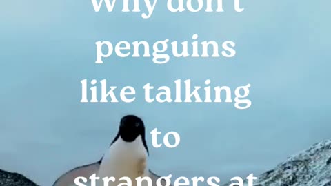 Penguin humor