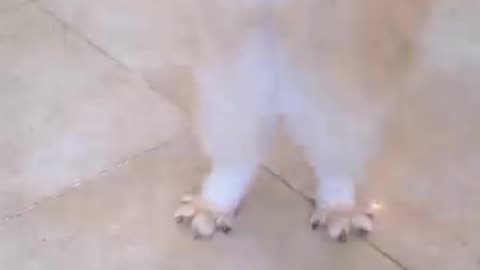 Cat jump rope