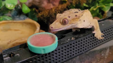 Sergey the crested gecko on the edge. On the edge of the cage that is slurping away at his dinner
