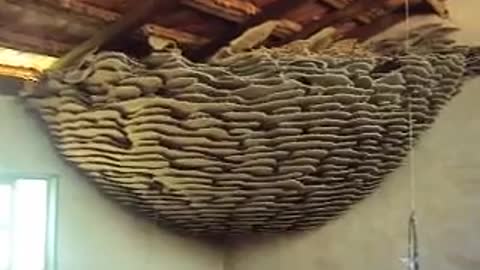 Massive Wasp Nest