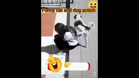 New Funny Animals 😄 Funniest Cats and Dogs 2024 😹🐶 Part 1