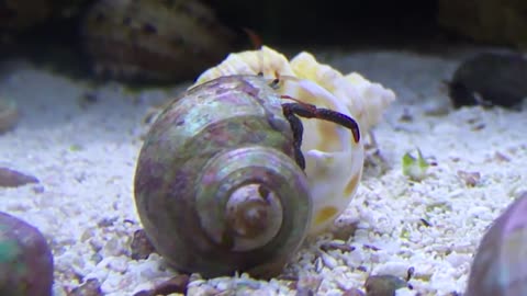 Red Tipped Hermit can't decide on a home