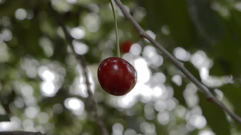 Cherry on the tree