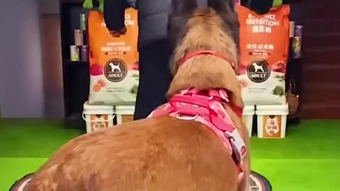 Dog accurately mimics his owner's actions