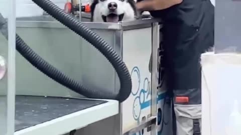 'Mom, Get Me Out of Here!' Adorable Husky Has Meltdown During#Petviral #Viraldogs #Trending Bath