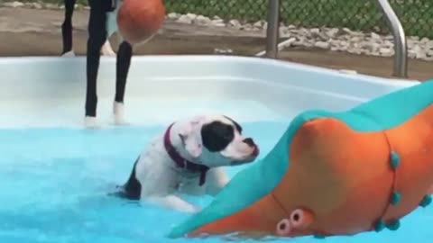 boxer puppy trying to get on pool float