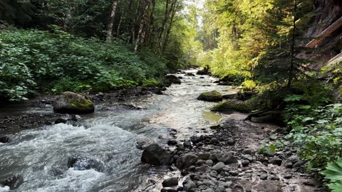 Muddy Fork Creek Log Bridge Crossing on PCT! | Ramona Falls | Mount Hood Wilderness | 4K | Oregon