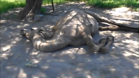 Funny camel playing dead