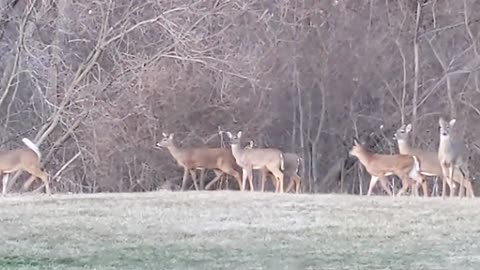Family of Deer in Northern Indiana