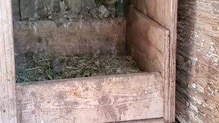 Chicken Runs Snake Out of the Nest