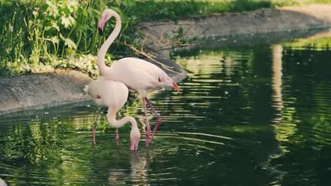 Pareja flamencos blanco