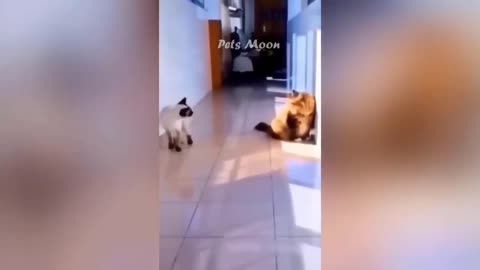 Funny Cat Videos 😂😂😂