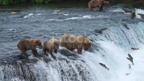 Brown Bear with her two yearling cubs Catches a Sockeye Salmon