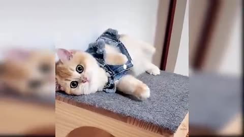 Cute and Funny Cat Videos Compilation #1