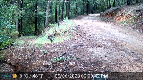 Wild Turkey Mama with Chicks