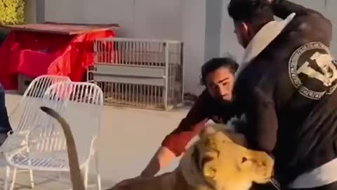 Animals attack
