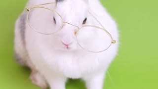 cute little rabbit